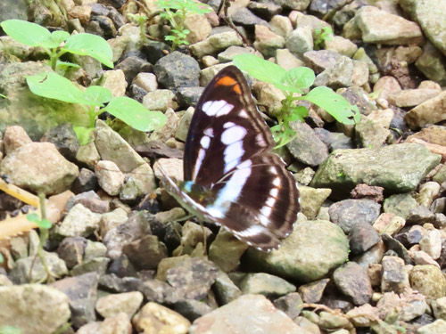 ผีเสื้อจ่าเมียสีส้ม · Colour Sergeant · Athyma nefte