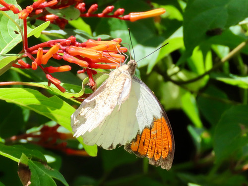 ผีเสื้อปลายปีกส้มใหญ่ · Great Orange Tip · Hebomoia glaucippe