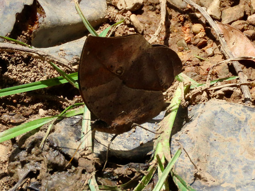 ผีเสื้อใบไม้ใหญ่อินเดีย · Orange Oakleaf · Kallima inachus
