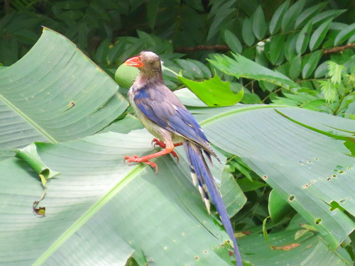 นกขุนแผน · Red-billed Blue-Magpie · Urocissa erythroryncha