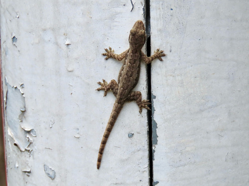 จิ้งจกบ้านหางแบน · Flat-tailed House Gecko · Hemidactylus platyurus