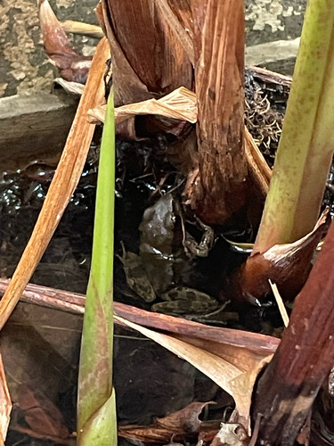 กบอ่องเล็ก · Black-striped Frog · Hylarana nigrovittata