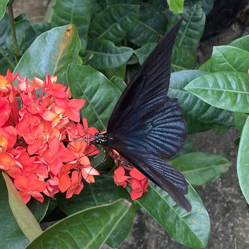 ผีเสื้อหางติ่งนางละเวง · Great Mormon · Papilio agenor