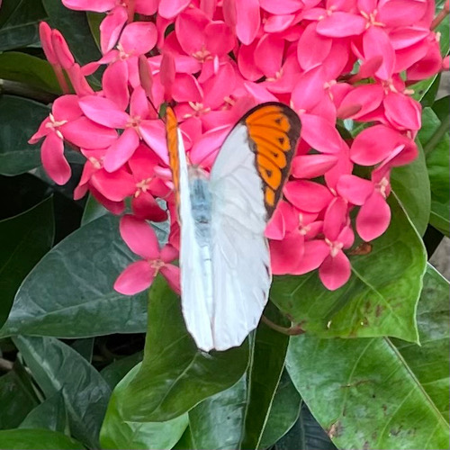 ผีเสื้อปลายปีกส้มใหญ่ · Great Orange Tip · Hebomoia glaucippe