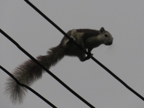กระรอกหลากสี · Finlayson's Squirrel · Callosciurus finlaysonii