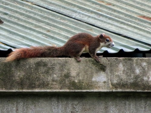 กระรอกหลากสี · Variable Squirrel · Callosciurus finlaysonii