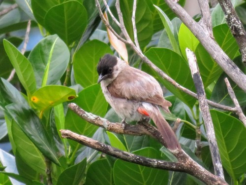 นกปรอดหัวสีเขม่า · Sooty-headed Bulbul · Pycnonotus aurigaster