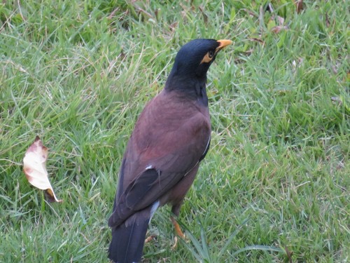 นกเอี้ยงสาริกา · Common Myna · Acridotheres tristis