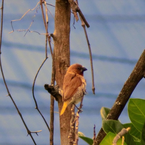 นกกระติ๊ดขี้หมู · Scaly-breasted Munia · Lonchura punctulata