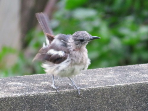 นกกางเขนบ้าน · Oriental Magpie-Robin · Copsychus saularis