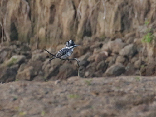 นกกระเต็นขาวดำใหญ่ · Crested Kingfisher · Megaceryle lugubris