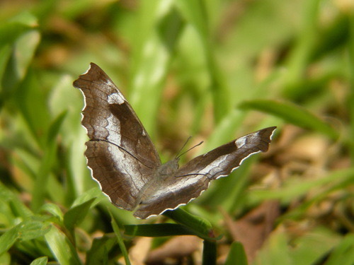 ผีเสื้อขี้โอ่ลายแถบ · Banded Dandy · Laringa horsfieldii