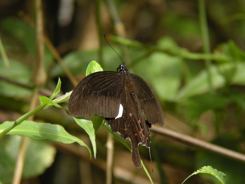 ผีเสื้อหางติ่งเฮเลน · Red Helen Swallowtail · Papilio helenus