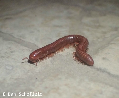 กิ้งกือแดงเล็ก · Rusty Millipede · Trigoniulus corallinus