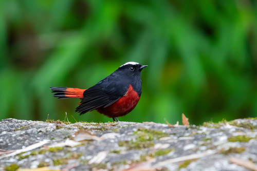 นกเขนหัวขาวท้ายแดง · White-capped Redstart · Phoenicurus leucocephalus