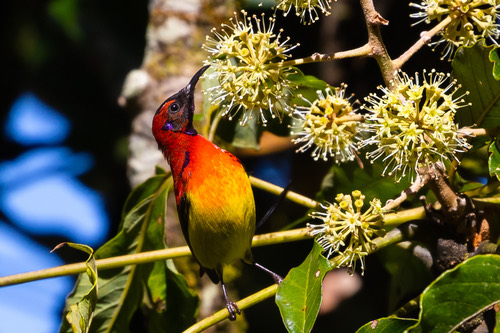นกกินปลีหางยาวคอสีฟ้า · Mrs. Gould's Sunbird · Aethopyga gouldiae