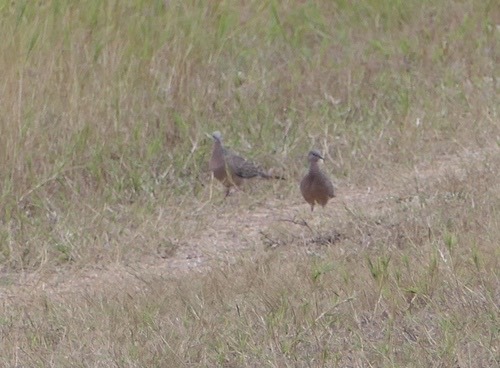 นกเขาใหญ่ · Spotted Dove · Spilopelia chinensis