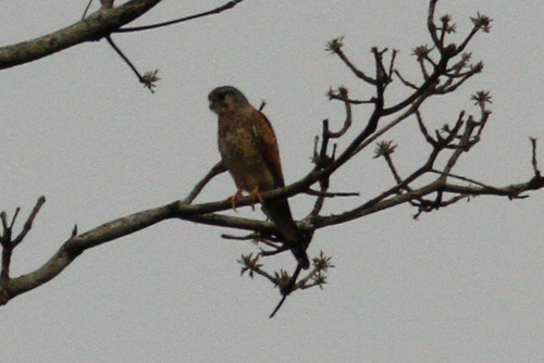 เหยี่ยวเคสเตรล · Eurasian Kestrel · Falco tinnunculus