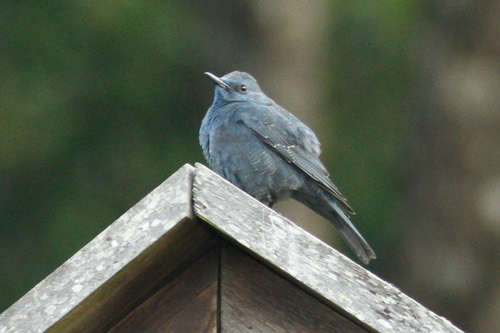 นกกระเบื้องผา · Blue Rock-Thrush · Monticola solitarius