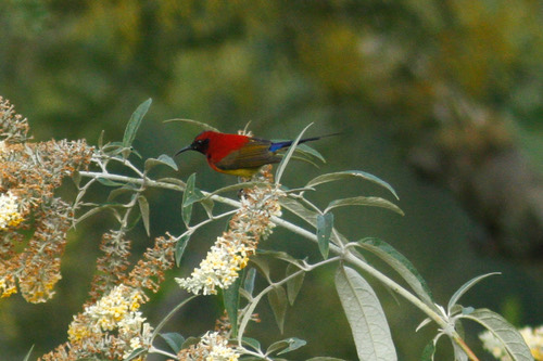 นกกินปลีหางยาวคอสีฟ้า · Mrs. Gould's Sunbird · Aethopyga gouldiae