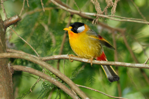 นกกะรองทองแก้มขาว · Silver-eared Mesia · Leiothrix argentauris