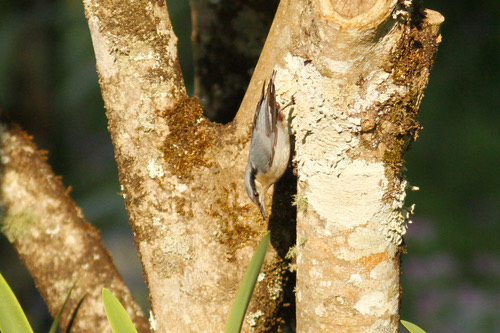 นกไต่ไม้ใต้โคนหางสีน้ำตาล · Chestnut-vented Nuthatch · Sitta nagaensis