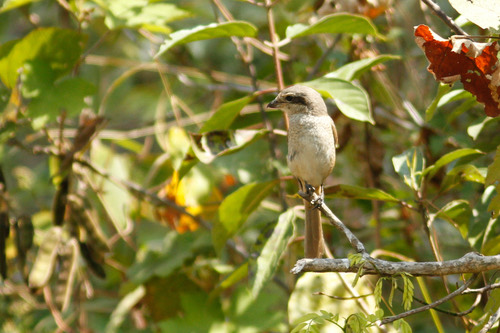 นกอีเสือสีน้ำตาล · Brown Shrike · Lanius cristatus