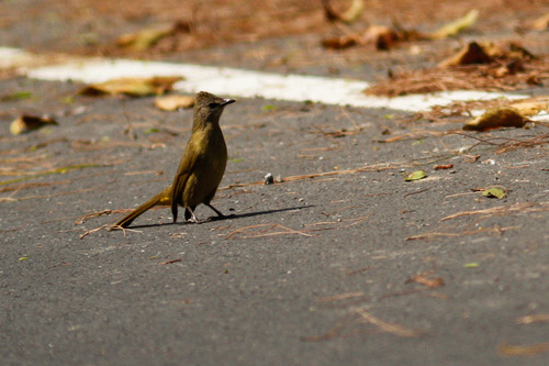 นกปรอดหัวตาขาว · Flavescent Bulbul · Pycnonotus flavescens