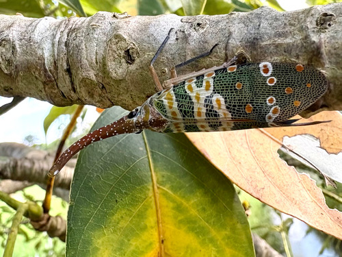 จักจั่นงวงแดง · Litchi Lantern Bug · Pyrops candelaria