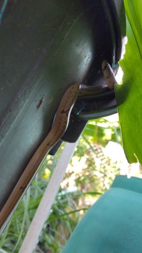 งูปี่แก้วลายแต้ม · Small-banded Kukri Snake · Oligodon fasciolatus