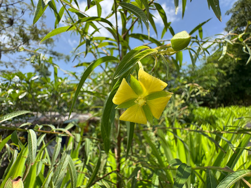 หญ้ารักนา · Mexican Primrose-willow · Ludwigia octovalvis
