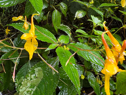 เทียนคำ · Impatiens longiloba