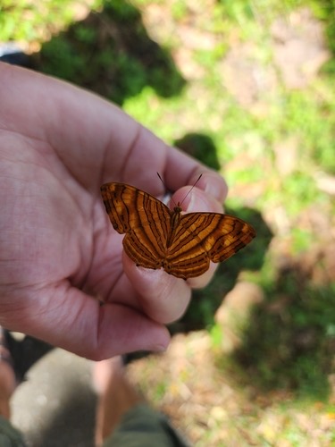 ผีเสื้อแผนที่แดงธรรมดา · Common Maplet · Chersonesia risa