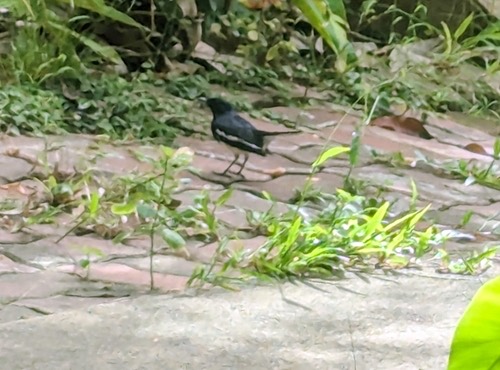 นกกางเขนบ้าน · Oriental Magpie-Robin · Copsychus saularis