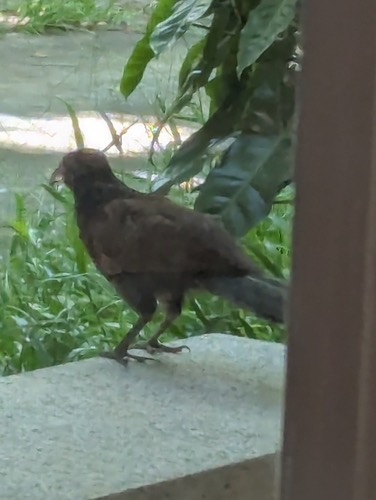 นกกระปูดใหญ่ · Greater Coucal · Centropus sinensis