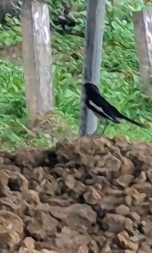 นกกางเขนบ้าน · Oriental Magpie-Robin · Copsychus saularis