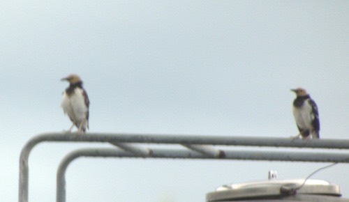 นกกิ้งโครงคอดำ · Black-collared Starling · Gracupica nigricollis