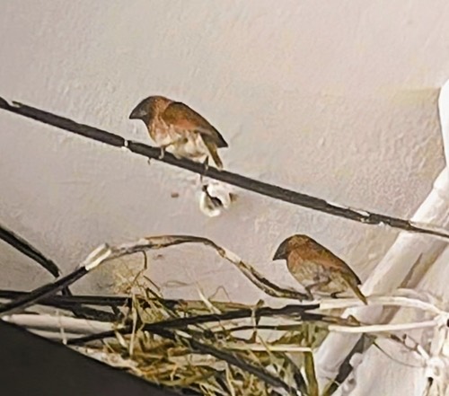 Scaly-breasted Munia (Indochinese) · Lonchura punctulata topela
