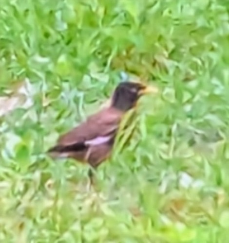 นกเอี้ยงสาริกา · Common Myna · Acridotheres tristis