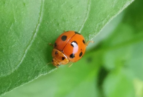 ด้วงเต่าห้าจุด · Variable Ladybird Beetle · Coelophora inaequalis