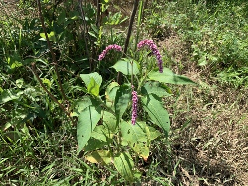 kiss-me-over-the-garden-gate · Persicaria orientalis