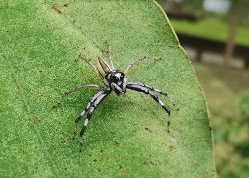 แมงมุมกระโดดหลากสี · Multi-Coloured Phintella · Phintelloides versicolor