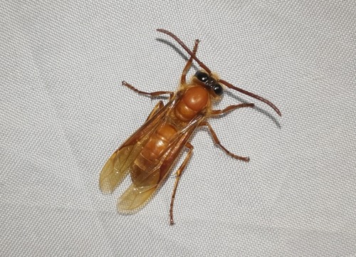 ต่อนอนวัน · Barthelemy's Night Hornet · Provespa barthelemyi