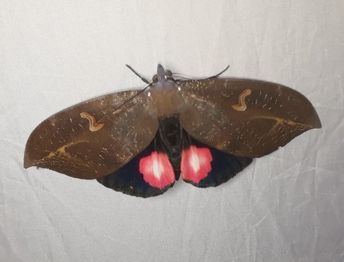 Phyllodes consobrina