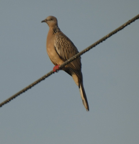 นกเขาใหญ่ · Spotted Dove · Spilopelia chinensis