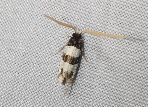 Thisizima fasciaria