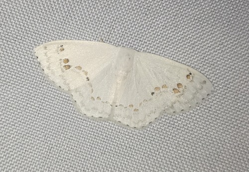 Teldenia specca