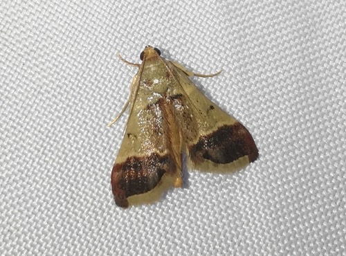 Pyralis subresectalis