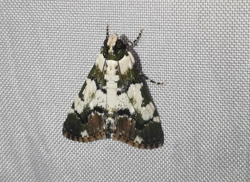 Termioptycha albifurcalis