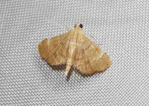 Cangetta albocarnea